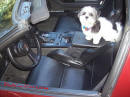 1987 Chevrolet Corvette - With highly polished aluminum intake and other parts. - Cute dog.